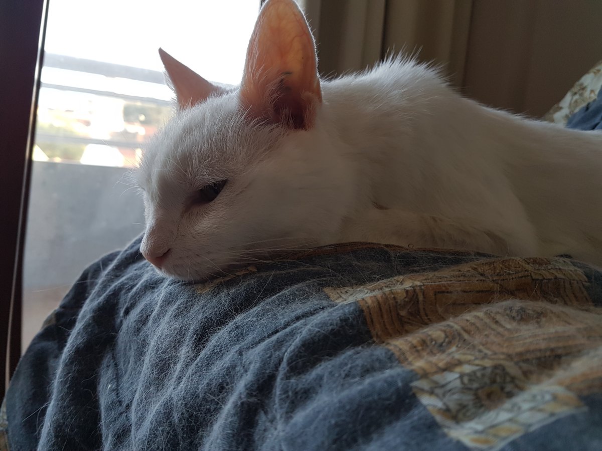 Gustavisimo tweet media