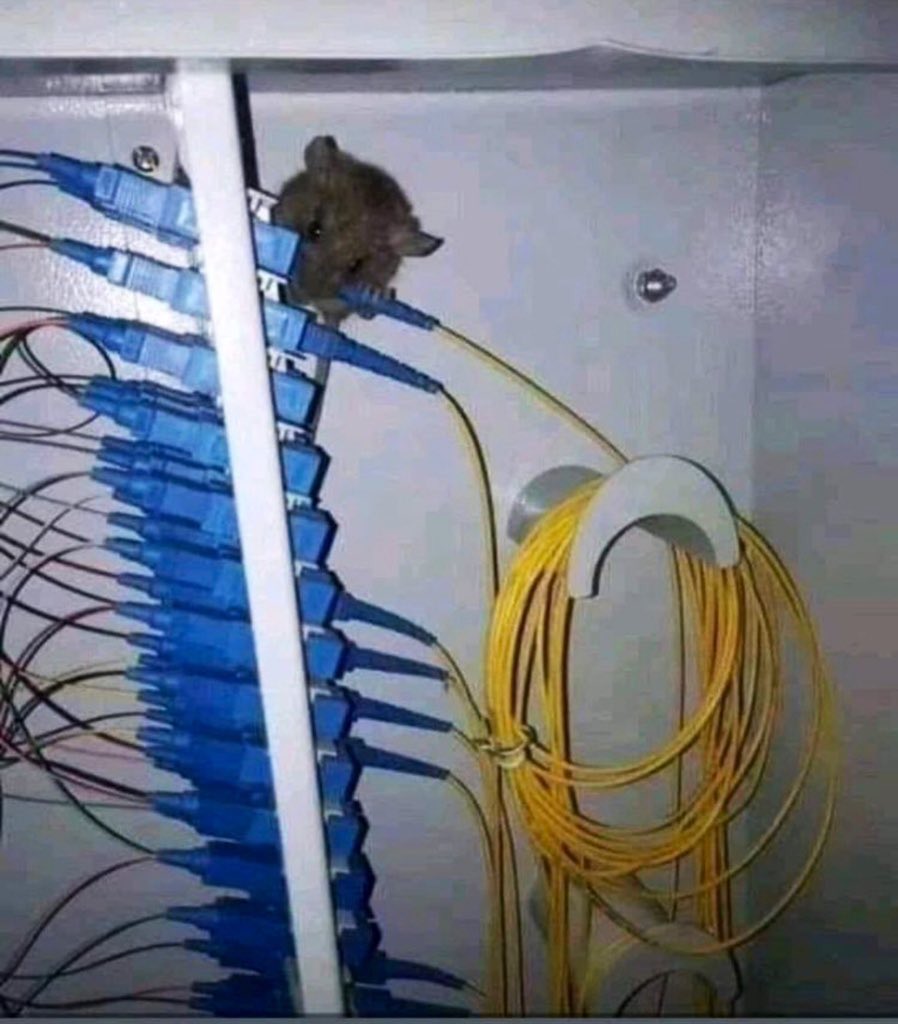 Security Trybe tweet media