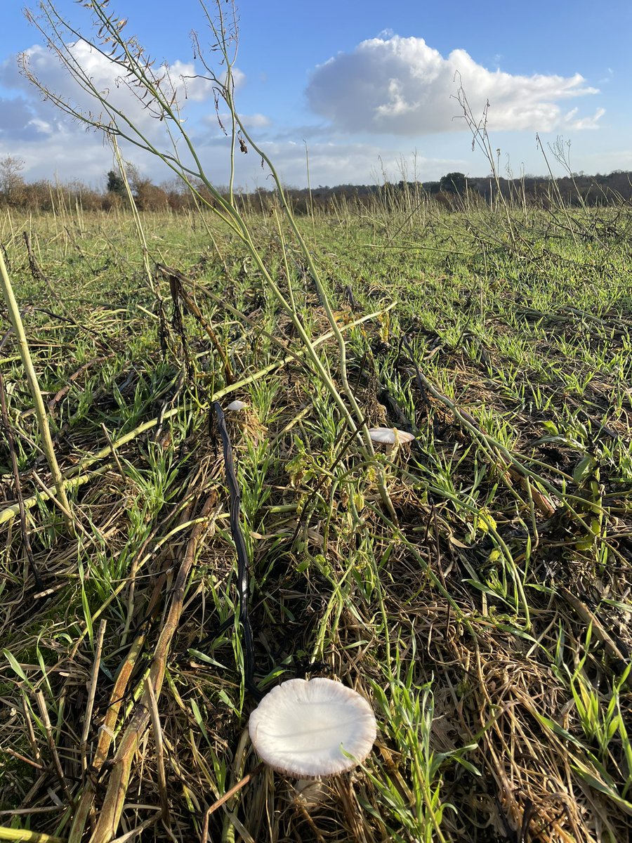 Joli rayon de soleil pour l’orge
#acs