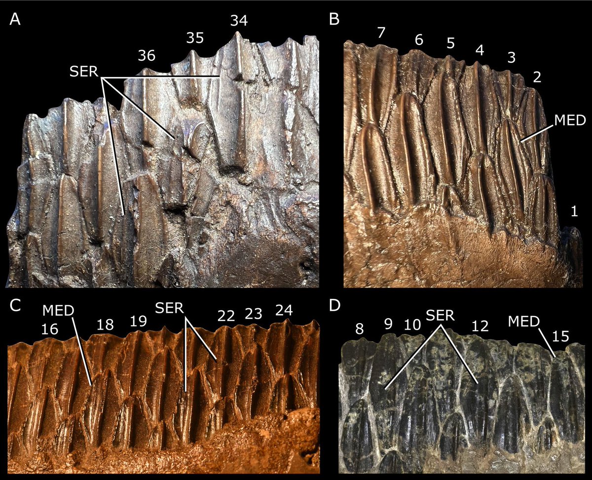 NHM Journal of Systematic Palaeontology tweet media