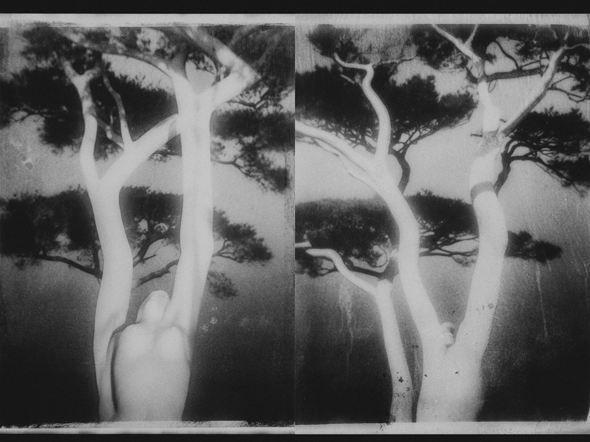 romandrits tweet media