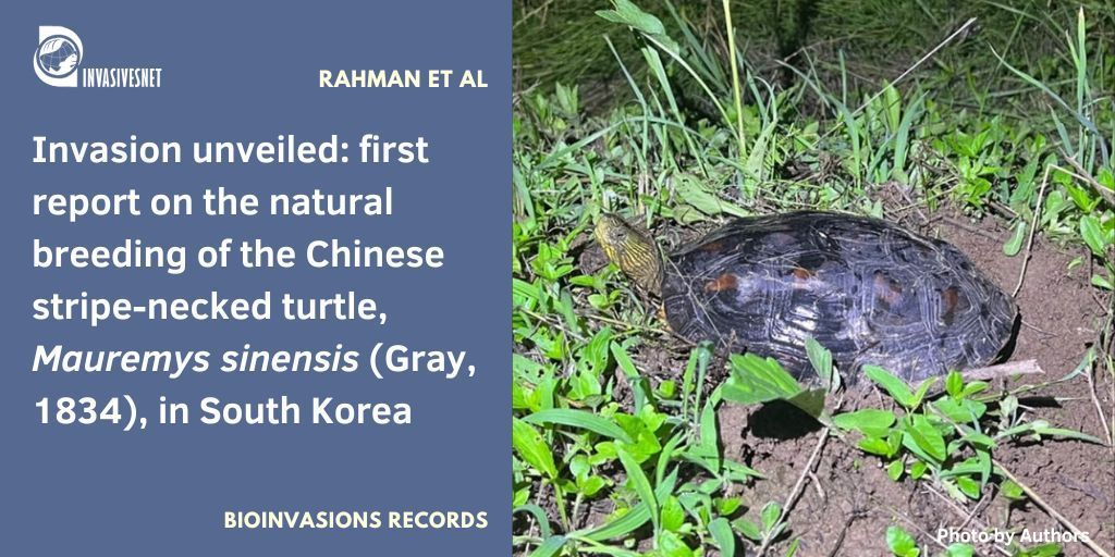 Invasivesnet's tweet photo. 🇬🇧 First report of natural breeding of Mauremys sinensis in the wild in South Korea. Open access 👇https://t.co/IUyBL5KQwN 

🇪🇸 Primer reporte de reproducción en estado salvaje de Mauremys sinensis en Corea del Sur. Acceso libre 👇https://t.co/IUyBL5KQwN 

#INVASIVESNET #BIR https://t.co/FXk9RYPgOe