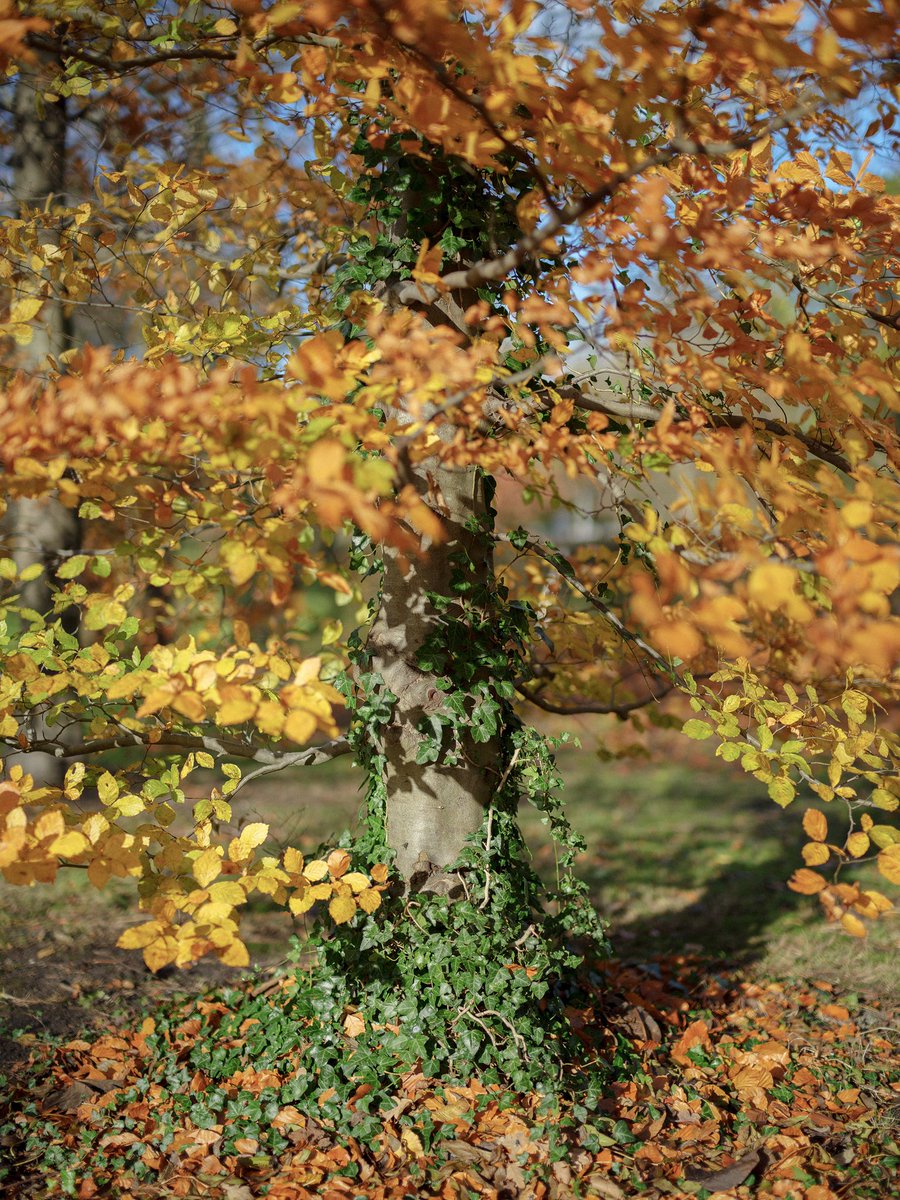 Gm 

every now and then I come around here to say hi and check on some art, I struggle with this app but it is all good 

still making digital art, but lately photography is taking over which I am not complaining about. It has brought me immense peace walking around taking 📸