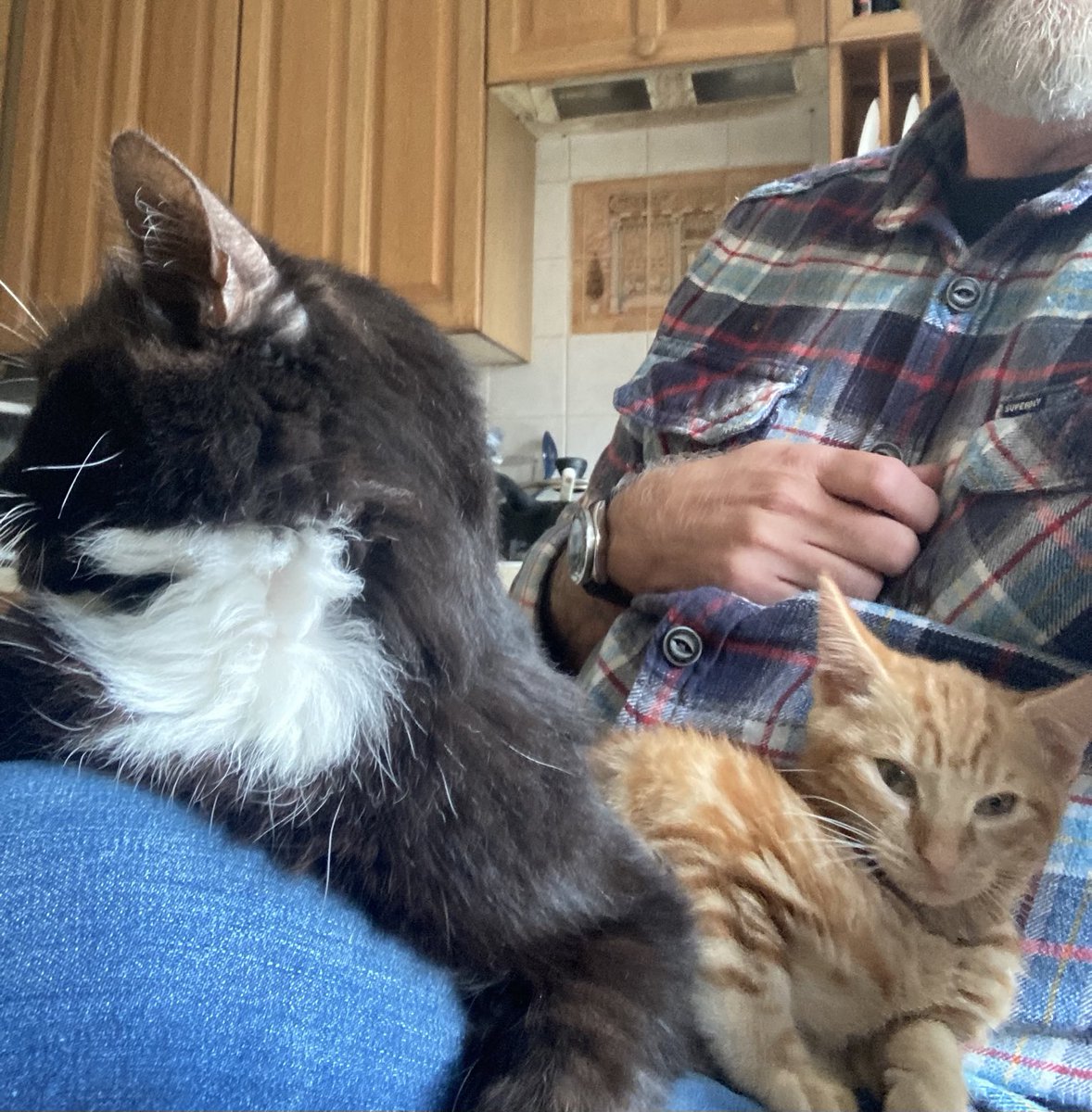 I’ve got a lap full this morning! This is very unusual for Benji, he doesn’t usually share. I don’t think he’s happy about it but is too lazy to move 😂😂.