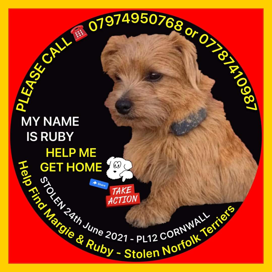 MissingPetsGB's tweet image. #margieandrubymonday
 #monday

#getthemhomeforChristmas
challenge

Please, please make stolen Margie &amp;amp; Ruby go #viral

They are out there, can we reach some new people today who don&apos;t know about these two missing girls?

RED LONG HAIRED NORFOLK TERRIERS STOLEN IN CORNWALL IN 2021