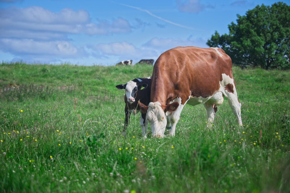 As a <a href="/SoilAssociation/">Soil Association</a> certified &amp; <a href="/PastureForLife/">Pasture For Life</a> certified dairy farm our stance on #Bovaer should come as no surprise. 

We are committed to a 100% pasture-fed, organic, high welfare, nature-based approach to dairy. 

That means no artificial feed additives of any kind. Ever.