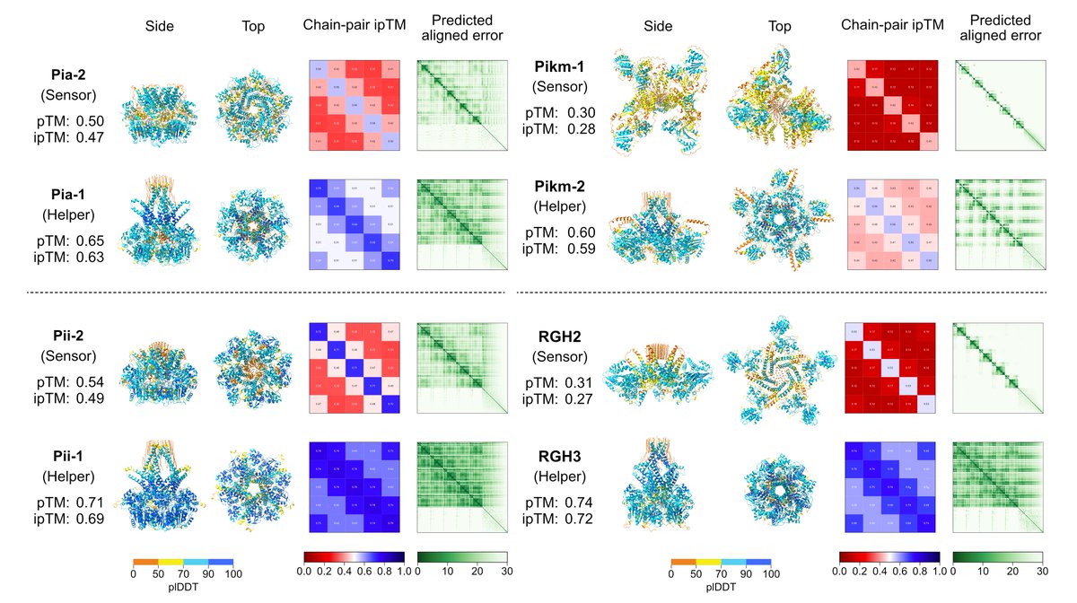 Yu Sugihara (@yusugiharay) on Twitter photo Please check our latest paper on using <a href="/GoogleDeepMind/">Google DeepMind</a> AlphaFold 3 to study NLR immune receptors. Here we use AI-guided structural modelling to distinguish between sensor and helper NLRs! 👇🧵 (1/10) #EvoMPMI #NLRbiology #PlantPath #PlantSci
doi.org/10.1101/2024.1… Please check our latest paper on using <a href="/GoogleDeepMind/">Google DeepMind</a> AlphaFold 3 to study NLR immune receptors. Here we use AI-guided structural modelling to distinguish between sensor and helper NLRs! 👇🧵 (1/10) #EvoMPMI #NLRbiology #PlantPath #PlantSci
doi.org/10.1101/2024.1…