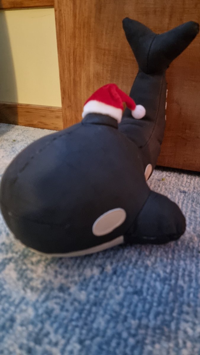 A weekend well spent, land-based whale watching by day and Christmas tree decorating by night 🎄🫶🏽🐳
If you want to hear more about Shetland's whales and dolphins and  some of the research occuring here, I'll be speaking at this event on Friday night 🐳
eventbrite.co.uk/e/underwater...