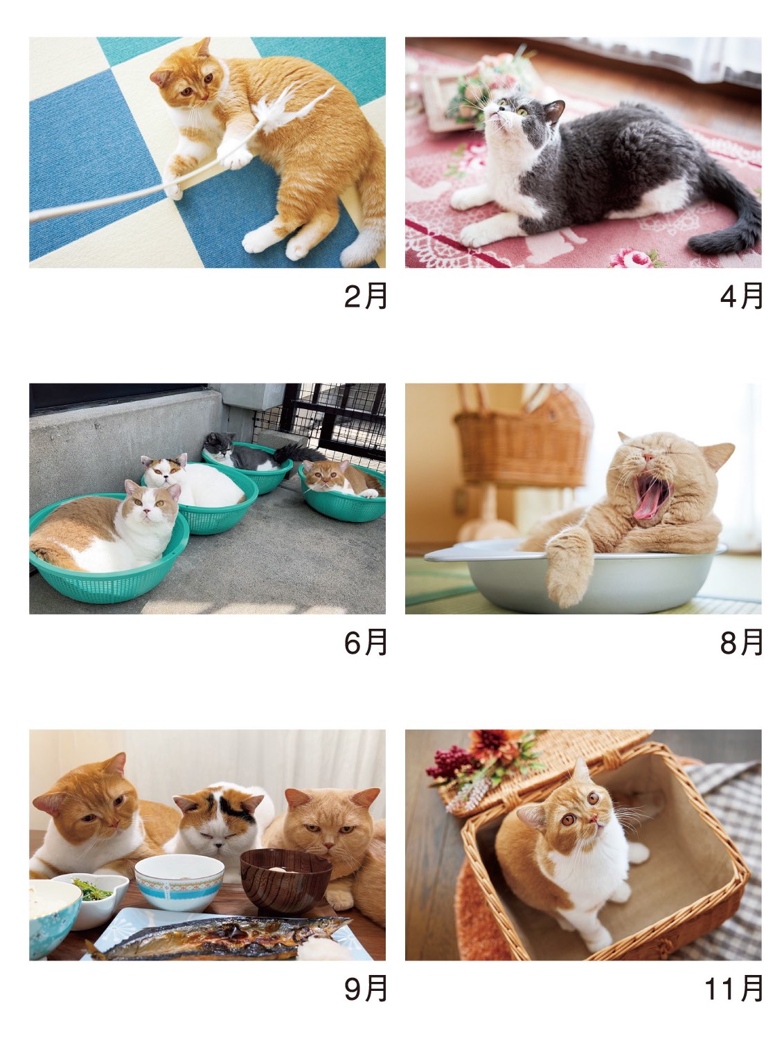 猫は液体 on X: 