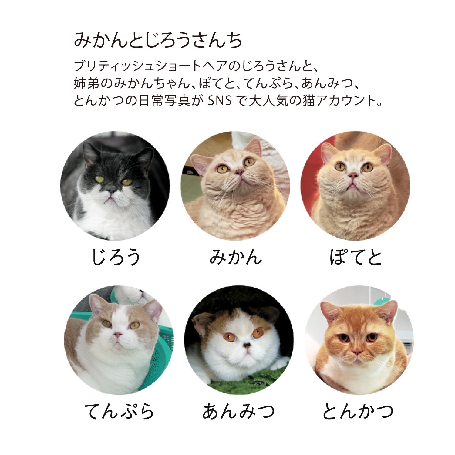 猫は液体 on X: 