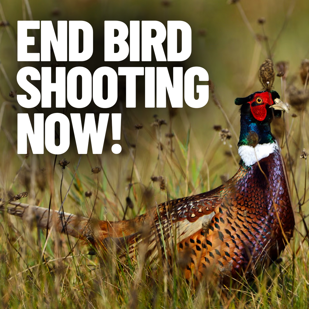 ProtectTheWild_'s tweet photo. Thousands of birds are gunned down every year for entertainment. 

This isn’t humanity; it’s bloodlust. https://t.co/Kp5ozy2nJk
