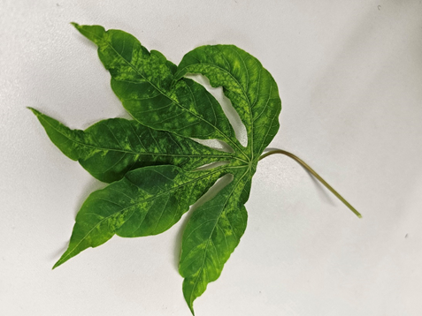 BjornKrenz's tweet image. 🎄Advent Calendar - Day 2 - Today's spotlight is on African Cassava Mosaic Virus (ACMV)!  @Leibniz_DSMZ_en : #ACMV causes mosaic patterns on cassava leaves, leading to stunted growth. #Cassava is a major food crop in Africa, so controlling ACMV is crucial! #CMD #PlantVirology