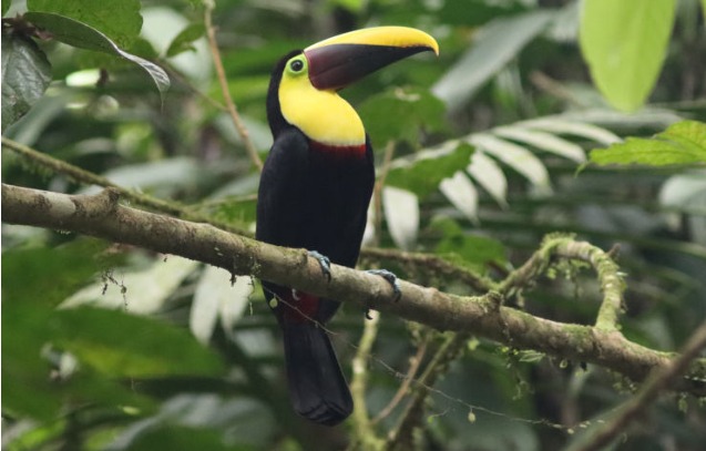 Discover the breathtaking biodiversity of Costa Rica through the eyes of Anjana and Rishi in The Costa Rican Diary, a journey into a birdwatcher's paradise."🐤

wildtales.in/the-costa-rica…
