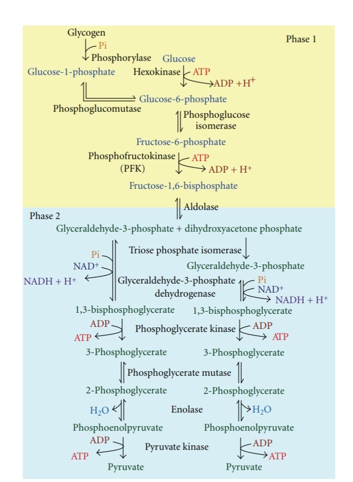 The control of glycolysis is a fine-tuned balance that involves allosteric enzymes. Diet and exercise are something you can control to "tune" for glycolytic flexibility. #exercisephysiology