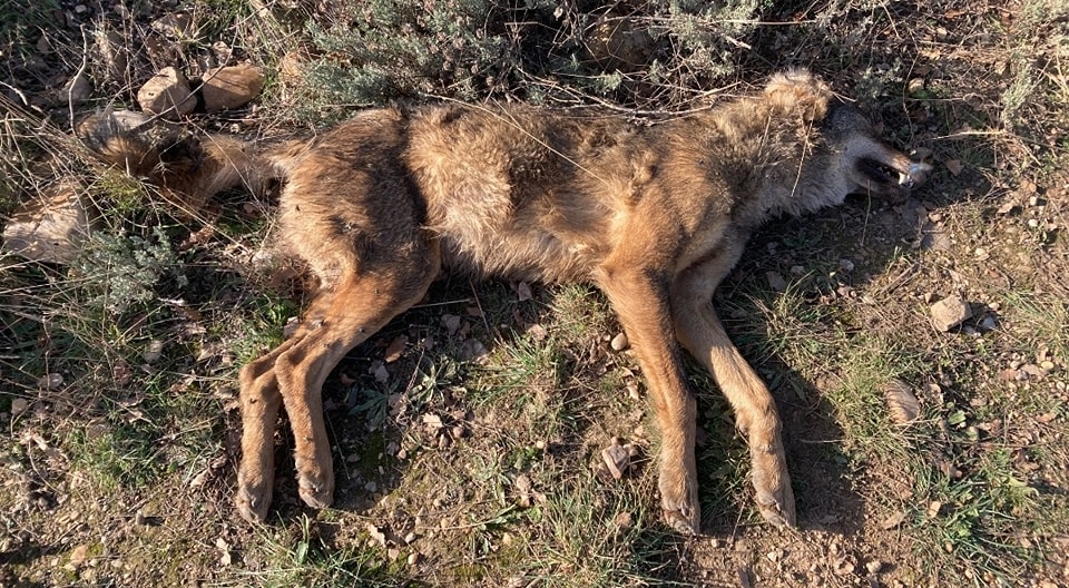 PartidoPACMA's tweet photo. 🐺¡Una loba con un disparo en el cuello!

💔 Tenía solo 6 meses y ha sido encontrada muerta en Guadalajara, víctima de un disparo en el cuello. Un socio de ASCEL halló su cuerpo en una zona sin ataques al ganado ni conflictos con el lobo.

❌Esto no es un incidente aislado: es un crimen contra una especie protegida. Pedimos al SEPRONA de la Guardia Civil que actúe de inmediato y encuentre al culpable o culpables. Las Administraciones y autoridades tienen que tomar medidas para evitar la muerte de más lobos por envenenamientos o disparos.

📢 El lobo necesita protección real, ya.

#AsturiesTierraDeLlobos #LoboVivo #LoboProtegidoYa #LoboProtegido #Lobo