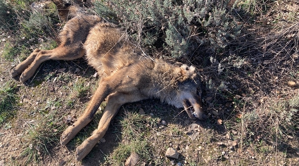 🐺¡Una loba con un disparo en el cuello!

💔 Tenía solo 6 meses y ha sido encontrada muerta en Guadalajara, víctima de un disparo en el cuello. Un socio de ASCEL halló su cuerpo en una zona sin ataques al ganado ni conflictos con el lobo.

❌Esto no es un incidente aislado: es un