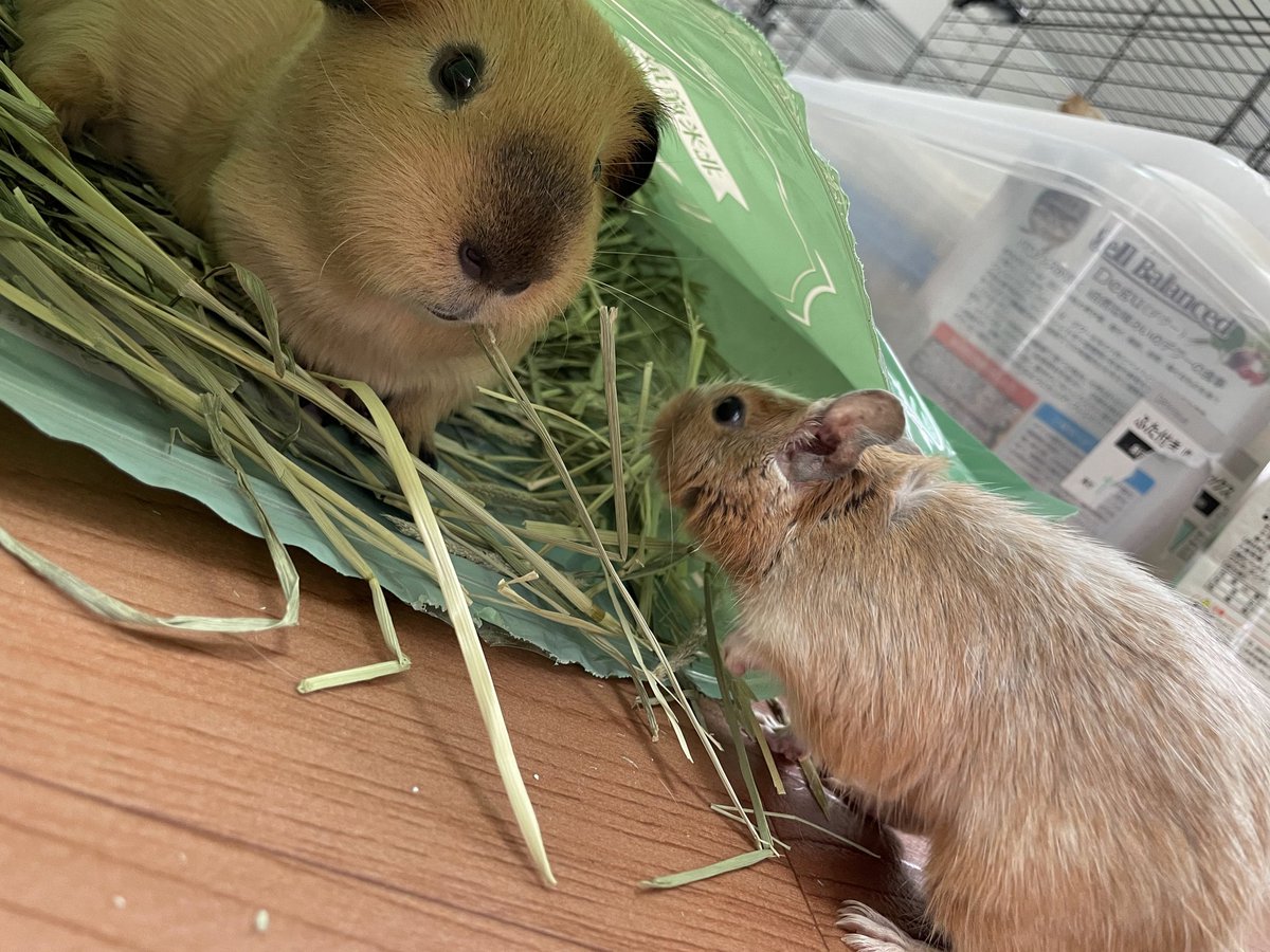 先客…失礼しました…　#デグー ＃モルモット