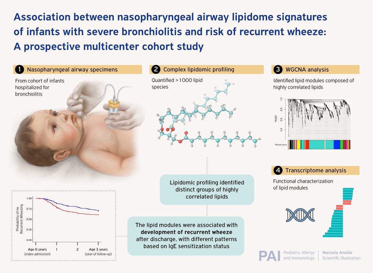 pai_eaaci's tweet photo. Don´t miss the opportunity to read the #originalarticle “Association between #nasopharyngeal airway #lipidome signatures of #infants with #SevereBronchiolitis and risk of #RecurrentWheeze: A prospective multicenter #cohortstudy” published in the #pai_Journal.
🔗 https://t.co/jjkmtWuJMK
.
#airwaylipidome #bronchiolotis #wheeze
@HideMiyachi