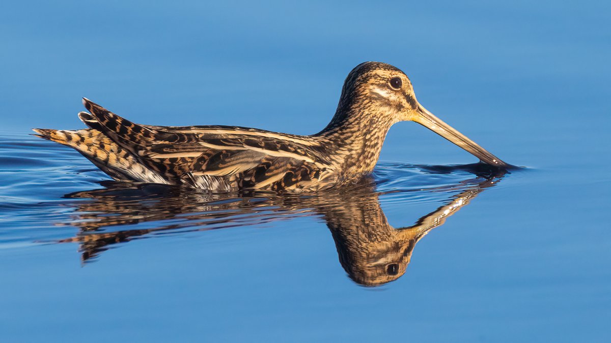 Swimming Snipe
Poole Harbour, Dorset
<a href="/harbourbirds/">Birds of Poole Harbour</a>
