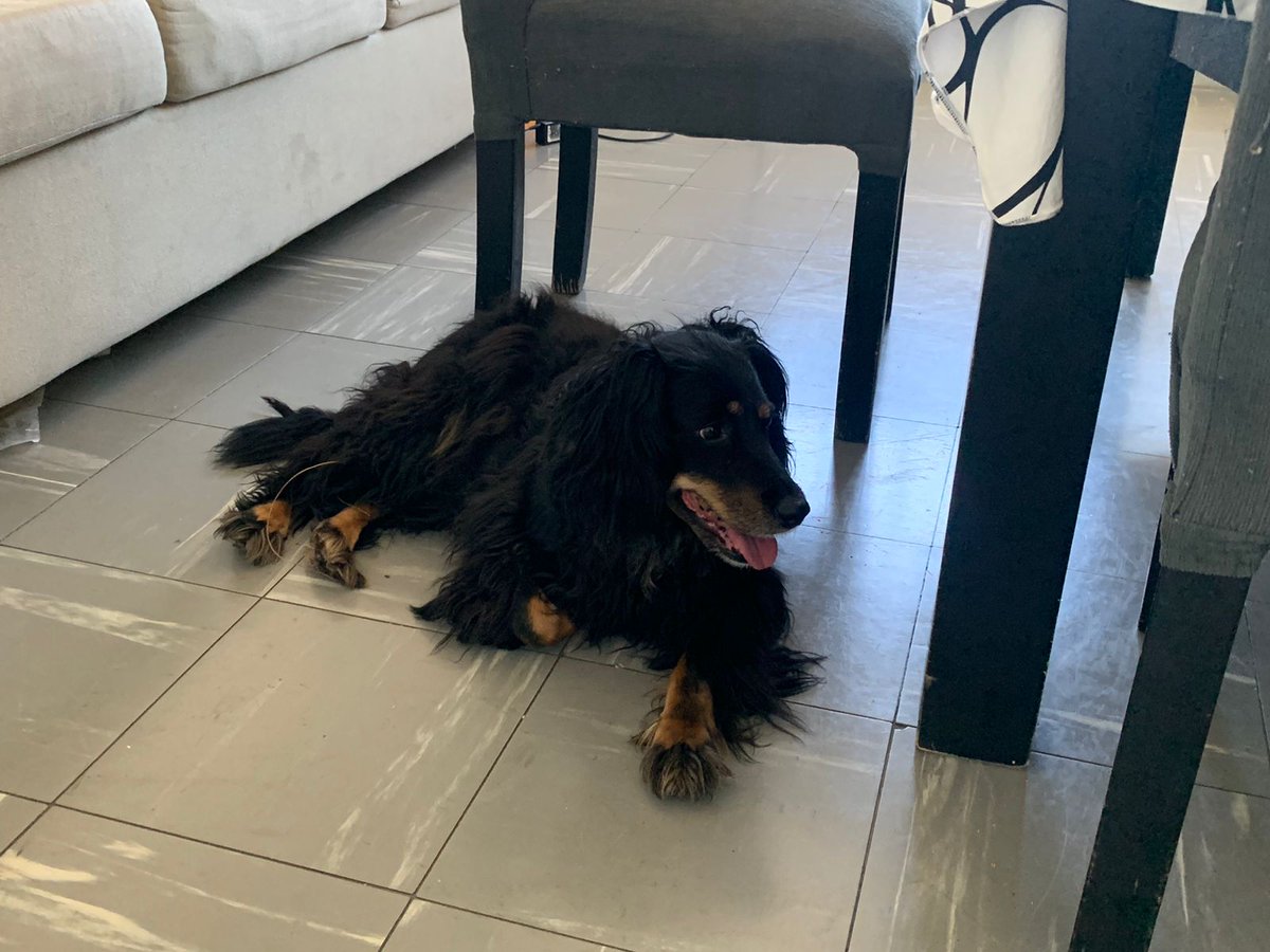 FMOcarp's tweet photo. 🚨Disfundir por favor, asi le encontramos su casita🚨

Hola encontramos hoy en mataderos esta perrita con collar violeta. Es una mezcla de cocker. No podemos tenerla mucho tiempo, si sos o conoces al dueño, comunicate conmigo por favor. Y si tenes espacio para tenerla también 🙏🏻 https://t.co/4UcM5l1sbi