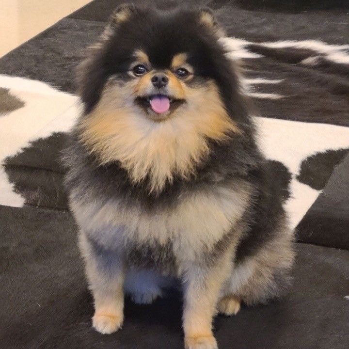 btsdancefest's tweet photo. Rest In Piece Yeontan💜 https://t.co/lLGenJ5ZmU