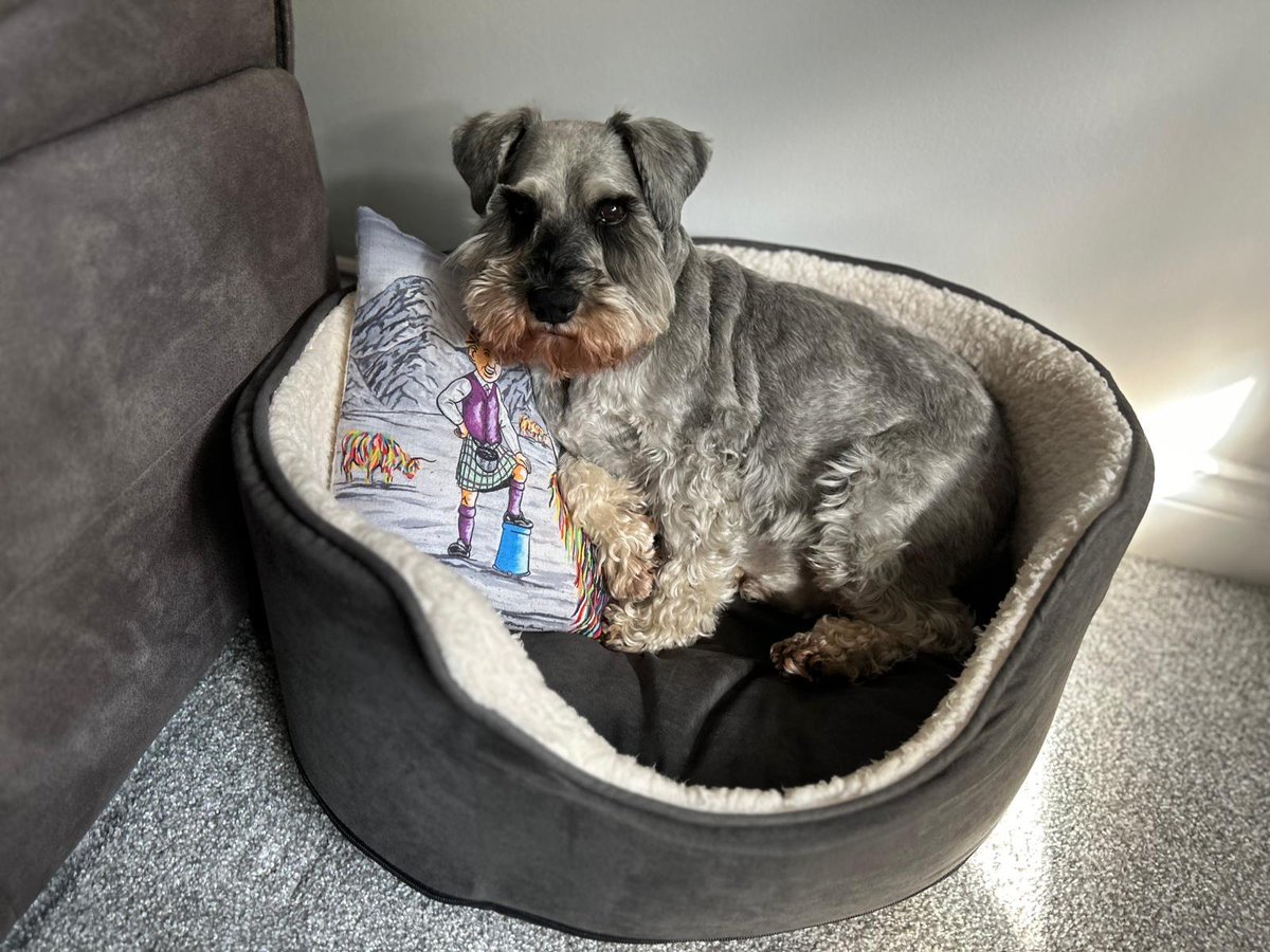 Happy 11th birthday to our very special boy. He's given us eleven years of pure joy and love and long may it continue. 💗🎂🐶