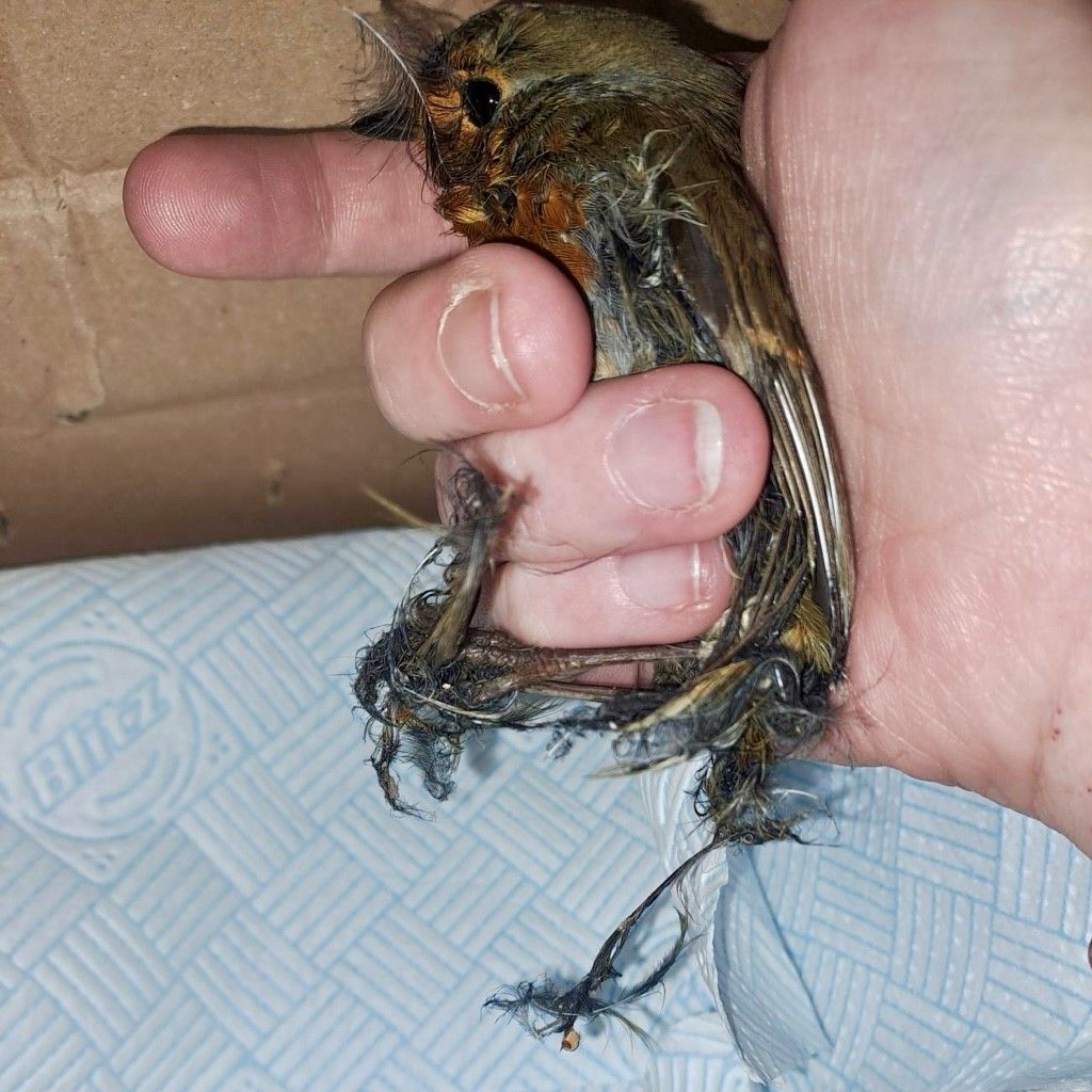 USPCA Official tweet media