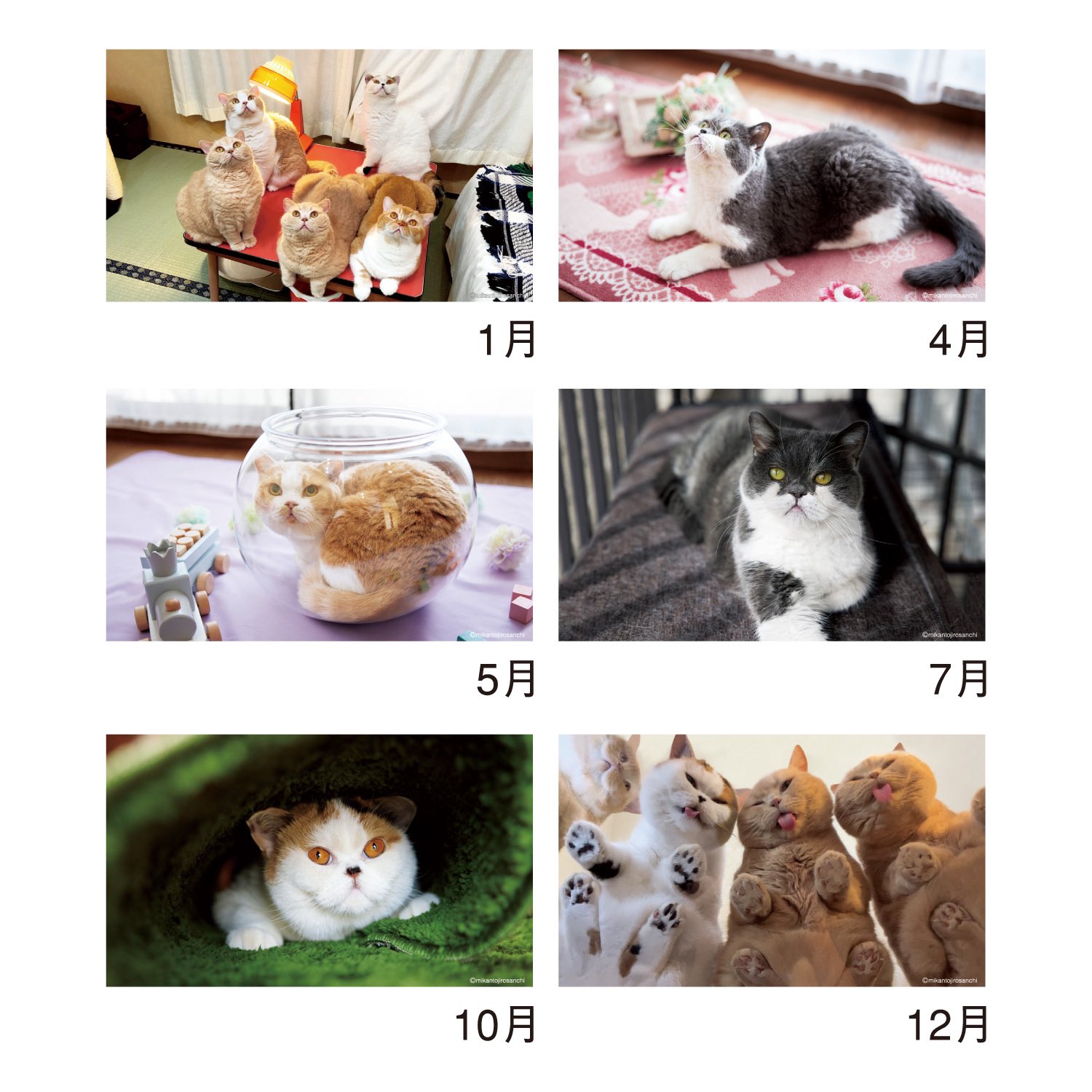 Highlights by 猫は液体 (@jirosan77) / X Highlights by 猫は液体 (@jirosan77) / X