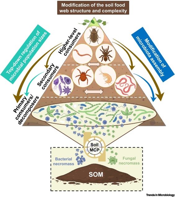 Trends in Microbiology (@trendsmicrobiol) on Twitter photo Online now: Impacts of trophic interactions on carbon accrual in soils
Free access until Jan. 18th: authors.elsevier.com/a/1kB7w_,2CiQu…
<a href="/FDiniAndreote/">F Dini-Andreote</a> Online now: Impacts of trophic interactions on carbon accrual in soils
Free access until Jan. 18th: authors.elsevier.com/a/1kB7w_,2CiQu…
<a href="/FDiniAndreote/">F Dini-Andreote</a>