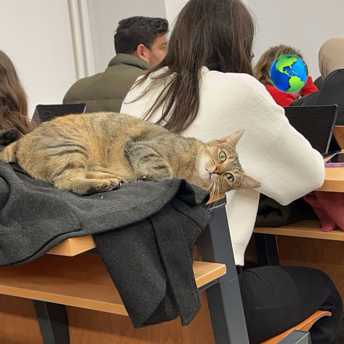 mühf kedi idare pratiginde fenalık gecirdi she is so me