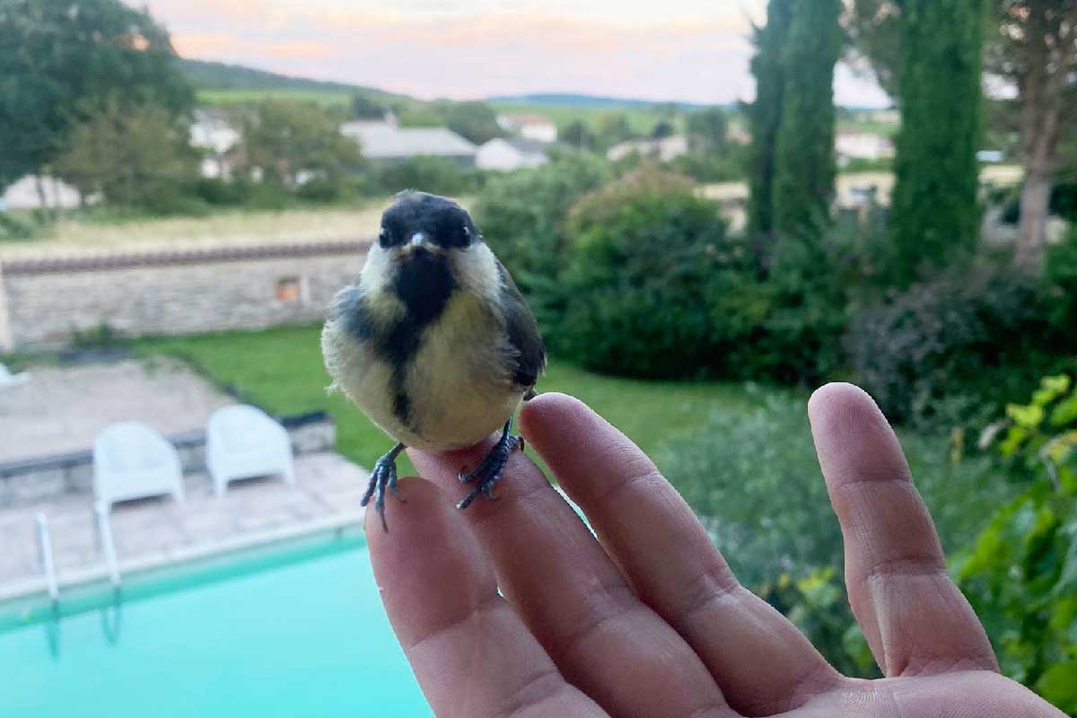 Les 4 conseils de la « Ligue de Protection des Oiseaux » pour bien les nourrir en hiver #hiver #nourriture #oiseaux
neozone.org/?p=248085