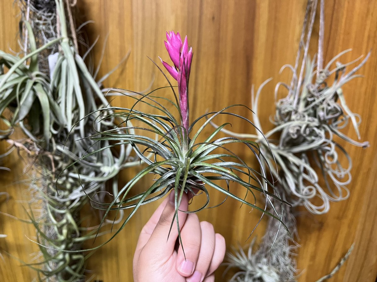 73KRayZu's tweet photo. ダイソーストリクタ、大分真っピンクの花苞が伸びて開いてきました 🩷✨ 開花はもうじきです‼️ 2024/12/2
#ストリクタ #チランジア #エアプランツ #蕾 #花苞 #花芽 #stricta #tillandsia #airplants https://t.co/xNo4ZgftaA