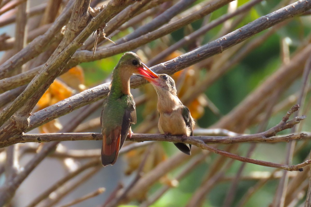 Paul Nicholson tweet media