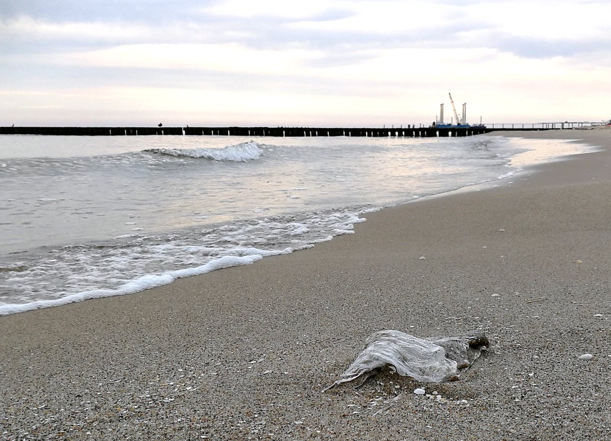 🌊 #Oceans of Waste – Folgen mariner Verschmutzung
🌍 Diskutieren Sie morgen beim INa Nachhaltigkeitsforum mit int. Expert*innen <a href="/HIFMB_OL/">HIFMB 🪼 @hifmb.bsky.social</a> <a href="/DFKI/">DFKI</a> 
🗓️ 3. Dez. 16.00–19.30 Uhr
📍 Badensche Str. 50-51, 10825 Berlin
📢 hwr-berlin.de/aktuelles/vera…
#Umwelt <a href="/bpshwrberlin/">BPS.hwrberlin</a> <a href="/IPE_Berlin/">IPE Berlin</a>