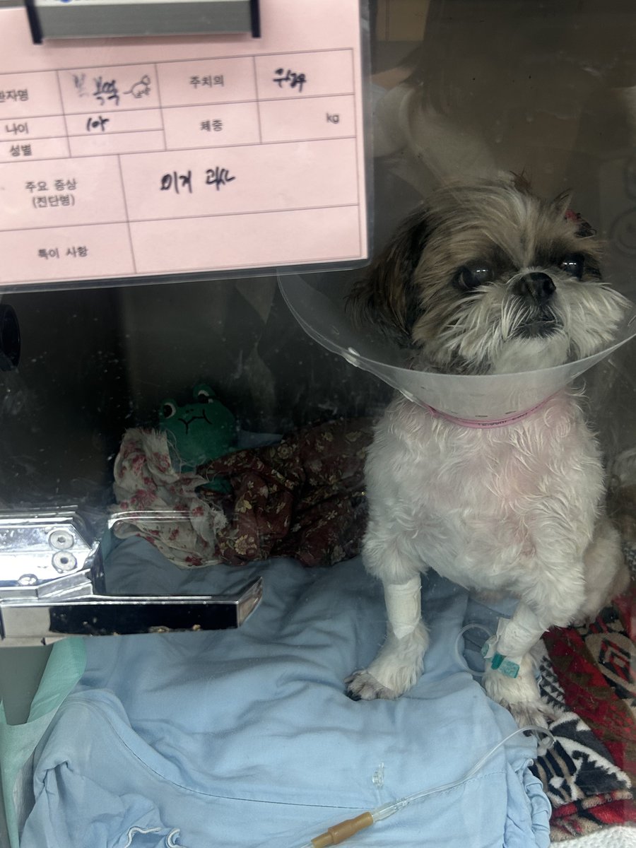 뽁딱이 입원했어요
다들 기도 부탁드려요