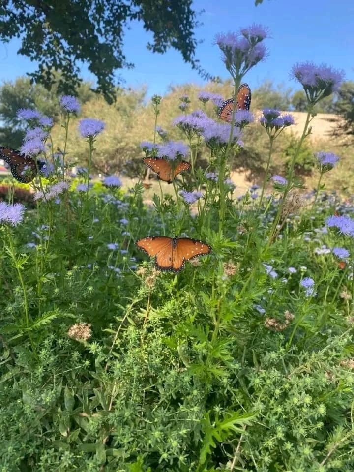 artindetails's tweet photo. — butterfly garden https://t.co/CH3GCb8BRa