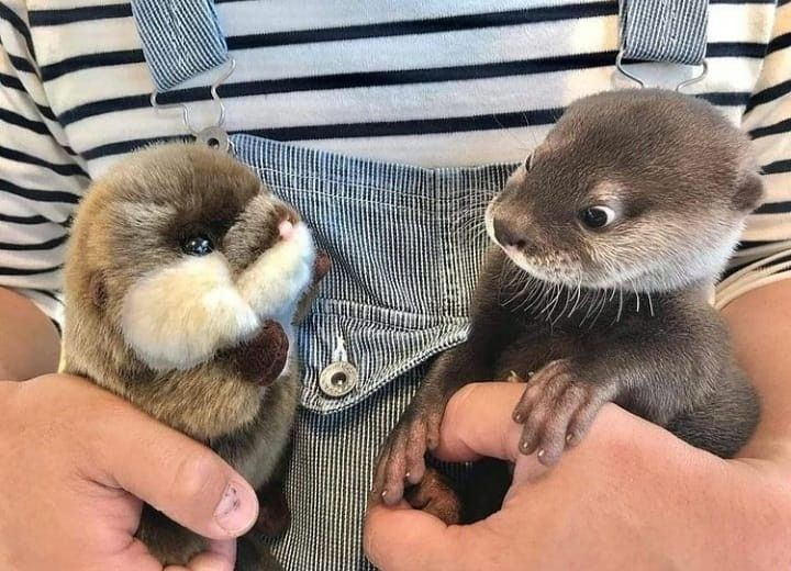 QUEM É VOCÊ???? 😨