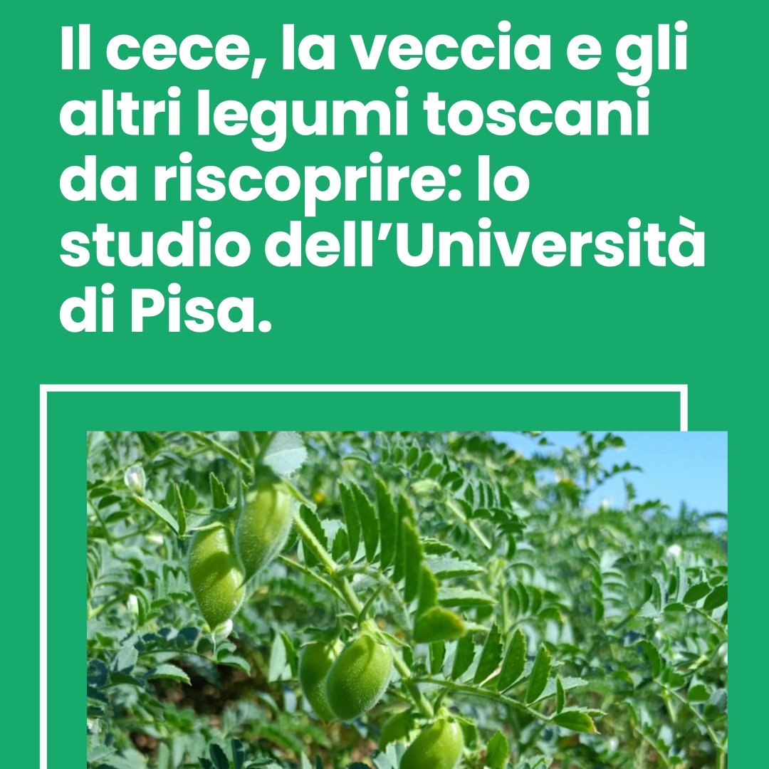 intoscana (@intoscana) on Twitter photo La veccia e il cece sono dei legumi antichi, tipici della campagna toscana, ma poco conosciuti. <a href="/Unipisa/">Università di Pisa</a> firma una ricerca che rimarca le loro virtù non solo per per la salute, ma anche per l’agricoltura e per l’ambiente ✍ ᴅɪ Cʟᴀʀᴀ D·Aᴄᴜɴᴛᴏ bit.ly/legumipisa24 La veccia e il cece sono dei legumi antichi, tipici della campagna toscana, ma poco conosciuti. <a href="/Unipisa/">Università di Pisa</a> firma una ricerca che rimarca le loro virtù non solo per per la salute, ma anche per l’agricoltura e per l’ambiente ✍ ᴅɪ Cʟᴀʀᴀ D·Aᴄᴜɴᴛᴏ bit.ly/legumipisa24