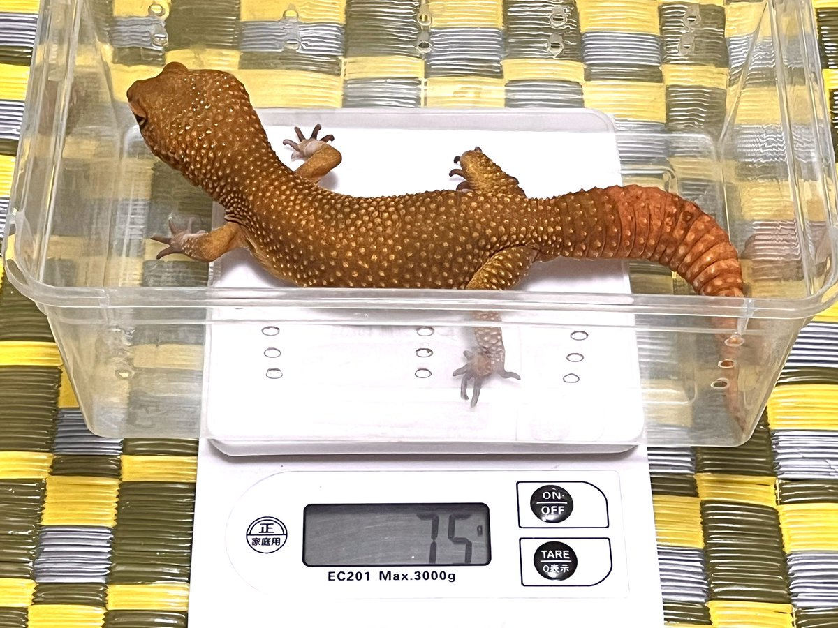 HiroakiMatsu's tweet image. 独特な色味のタンジェリン フルキャロット♂
お迎えからほぼ一年、ずっと元気でありがたい限り。

#レオパ #レオパードゲッコー #leopardgecko #gecko #eublepharis #ヒョウモントカゲモドキ #うちの珍生物