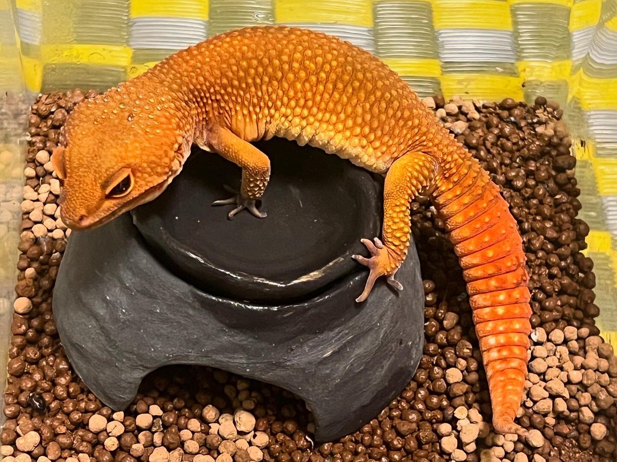 HiroakiMatsu's tweet image. 独特な色味のタンジェリン フルキャロット♂
お迎えからほぼ一年、ずっと元気でありがたい限り。

#レオパ #レオパードゲッコー #leopardgecko #gecko #eublepharis #ヒョウモントカゲモドキ #うちの珍生物