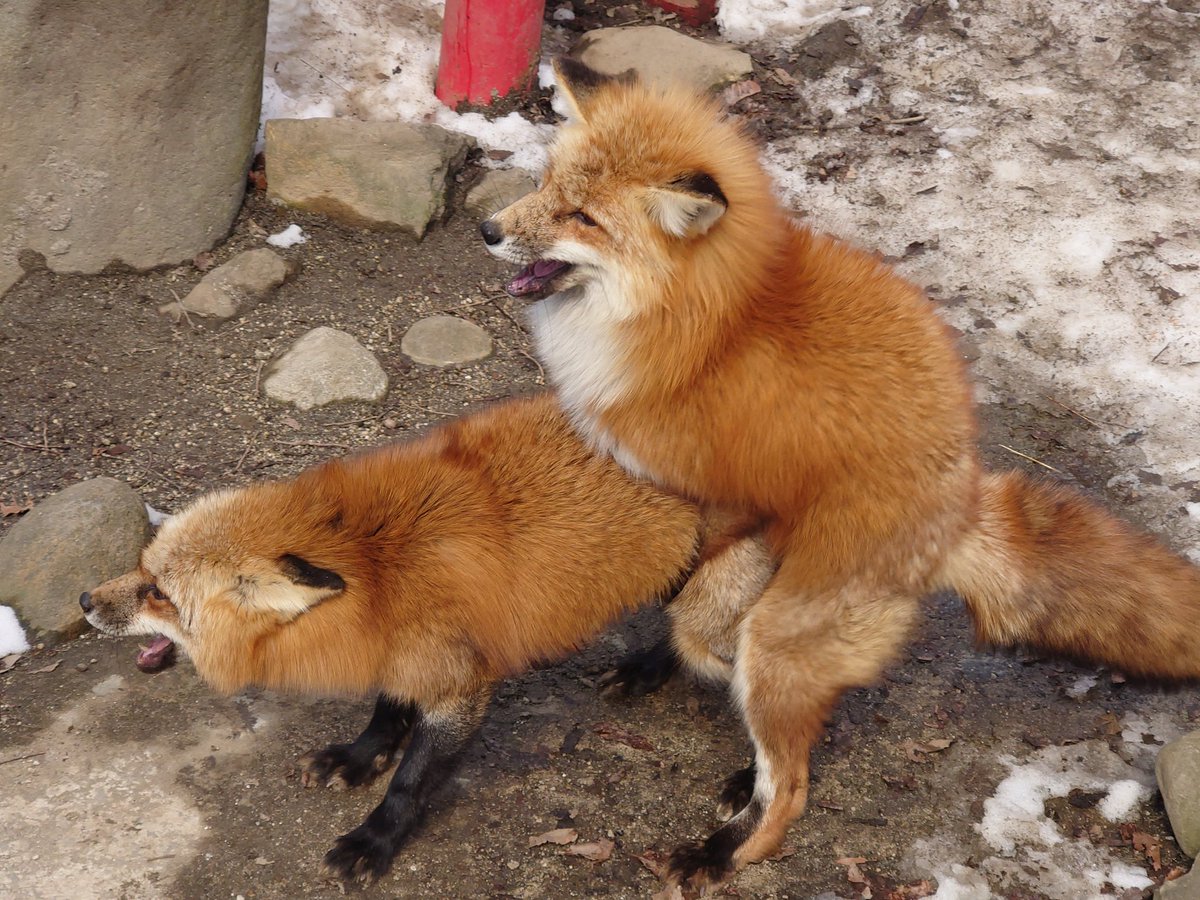 目の前で
おっぱじめやがった
エロギツネ