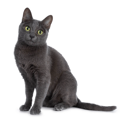 ENS_collector's tweet photo. 🐾 Korat.eth: A Rare, Single-Word Gem in Web3 🐾
A sleek, premium ENS domain inspired by the elegant Korat cat. Perfect for cat lovers, pet projects, or refined Web3 ideas. Unique, memorable, and beautifully simple. Claim this rare single-word treasure !

#ENS #Web3 #ensdomain https://t.co/DHgDtapLPs