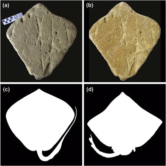 ammoglyph  is a name given to fossilized art works created by early humans.They are dated to the Middle-Late Pleistocene, approximately 158,000 to 70,000 years ago.