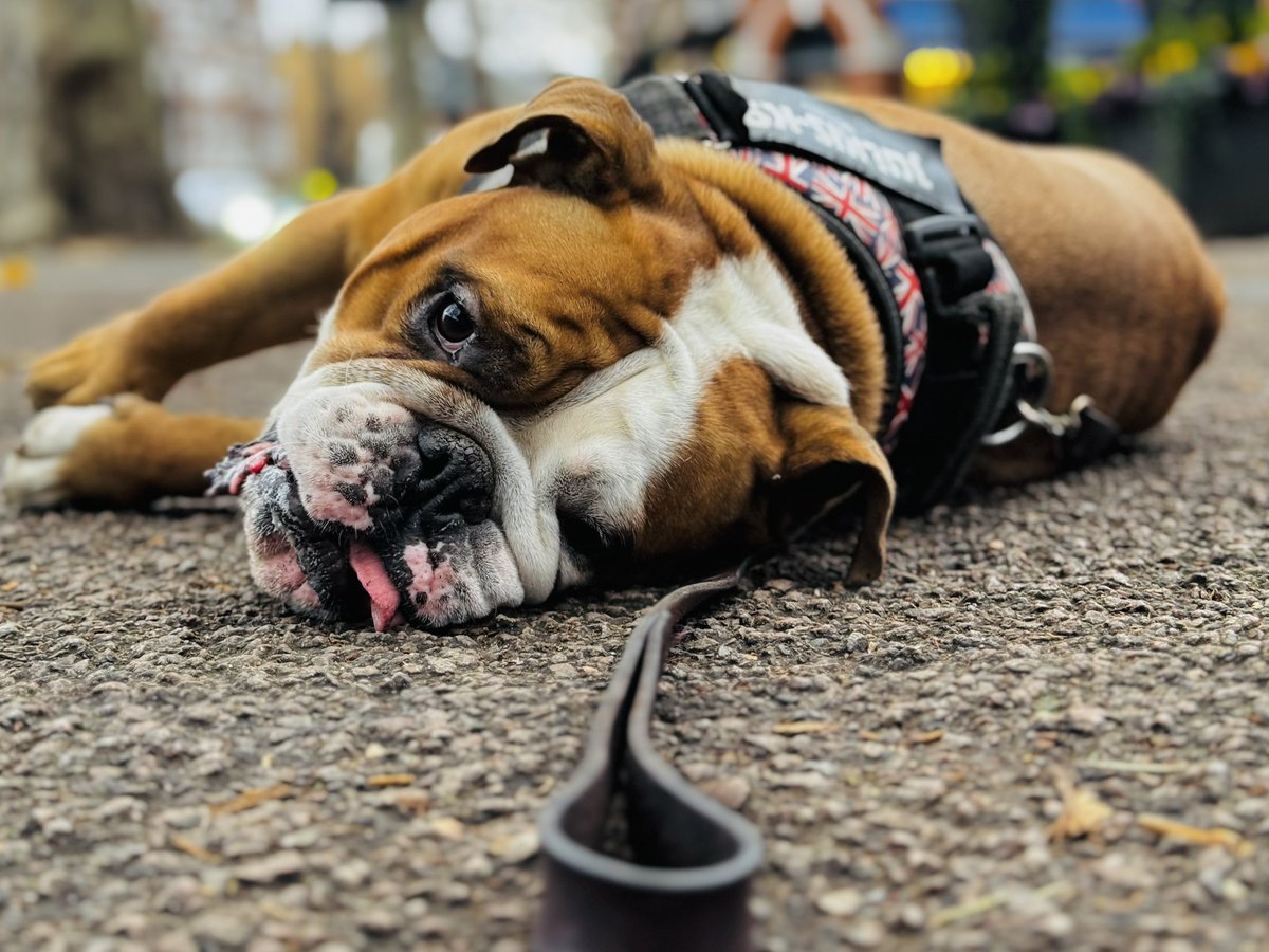 iBrowsie's tweet photo. Albie sulking because we left the park. #Strop https://t.co/YAdhzXekRB