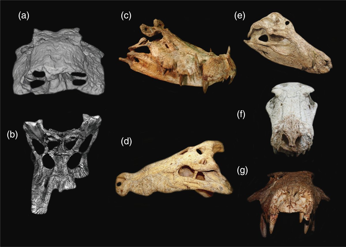 Crocodylomorphs were once far more diverse than they are today. 🐊
Fossils from Brazil’s Late Cretaceous Bauru Group include terrestrial notosuchians w/varied ecology. New analysis of Barreirosuchus franciscoi reveals semiaquatic abilities
Fachini et al.: doi.org/10.1002/ar.256…