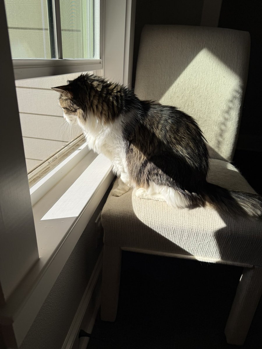 I am doing my #HedgewatchForOscar we will miss him as part of the #Hedgewatch team. Hugs to his humans. 😸