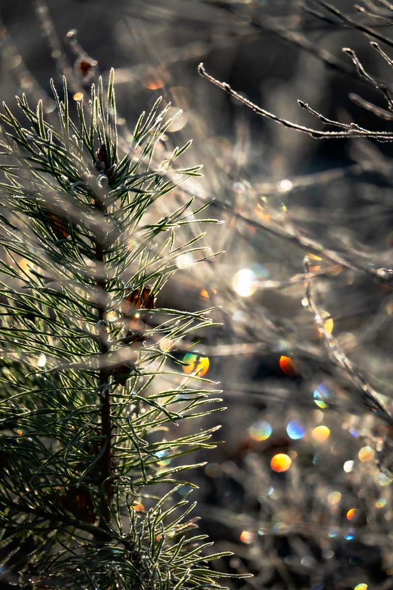 Hochenhain's tweet image. Der Versuch, ein Regenbogen Bokeh in der Natur auszuarbeiten. Für diesen Effekt musste ich aber die Bildkomposition opfern und das Bild stark bearbeiten. Wenn jemand einen Tipp hat, wie man das besser machen kann, würde ich es gerne wissen.

#fotografie #Natur
