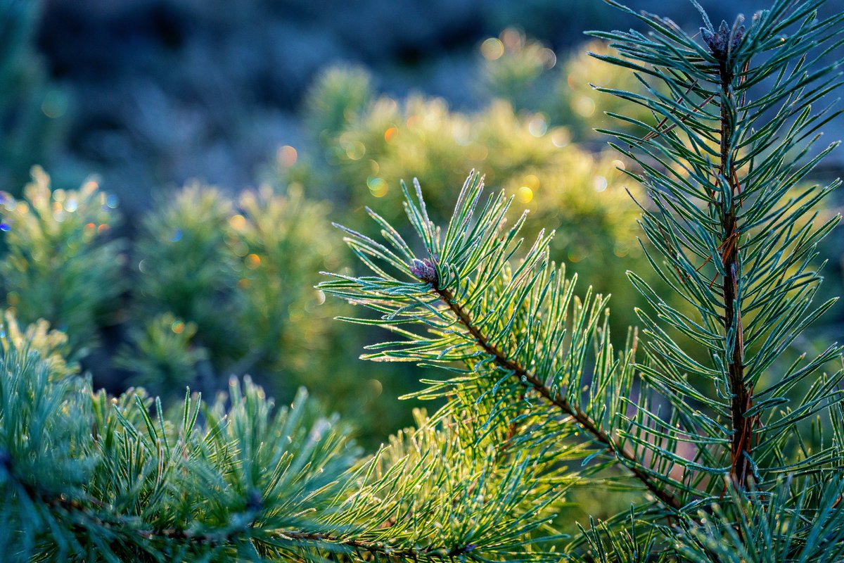 Hochenhain's tweet image. Der Versuch, ein Regenbogen Bokeh in der Natur auszuarbeiten. Für diesen Effekt musste ich aber die Bildkomposition opfern und das Bild stark bearbeiten. Wenn jemand einen Tipp hat, wie man das besser machen kann, würde ich es gerne wissen.

#fotografie #Natur