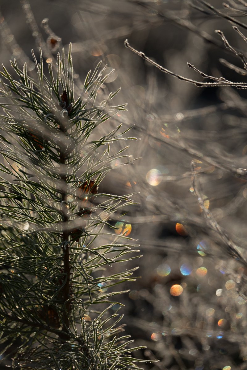 Hochenhain's tweet image. Der Versuch, ein Regenbogen Bokeh in der Natur auszuarbeiten. Für diesen Effekt musste ich aber die Bildkomposition opfern und das Bild stark bearbeiten. Wenn jemand einen Tipp hat, wie man das besser machen kann, würde ich es gerne wissen.

#fotografie #Natur