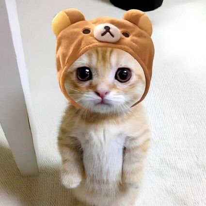 <a href="/MaisonGhost/">Maison Ghost</a> $CIF is the ticker

First CatWifHat on Chain, CTO since day one😺🧢